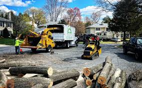 How Our Tree Care Process Works  in Oak Grove, MO